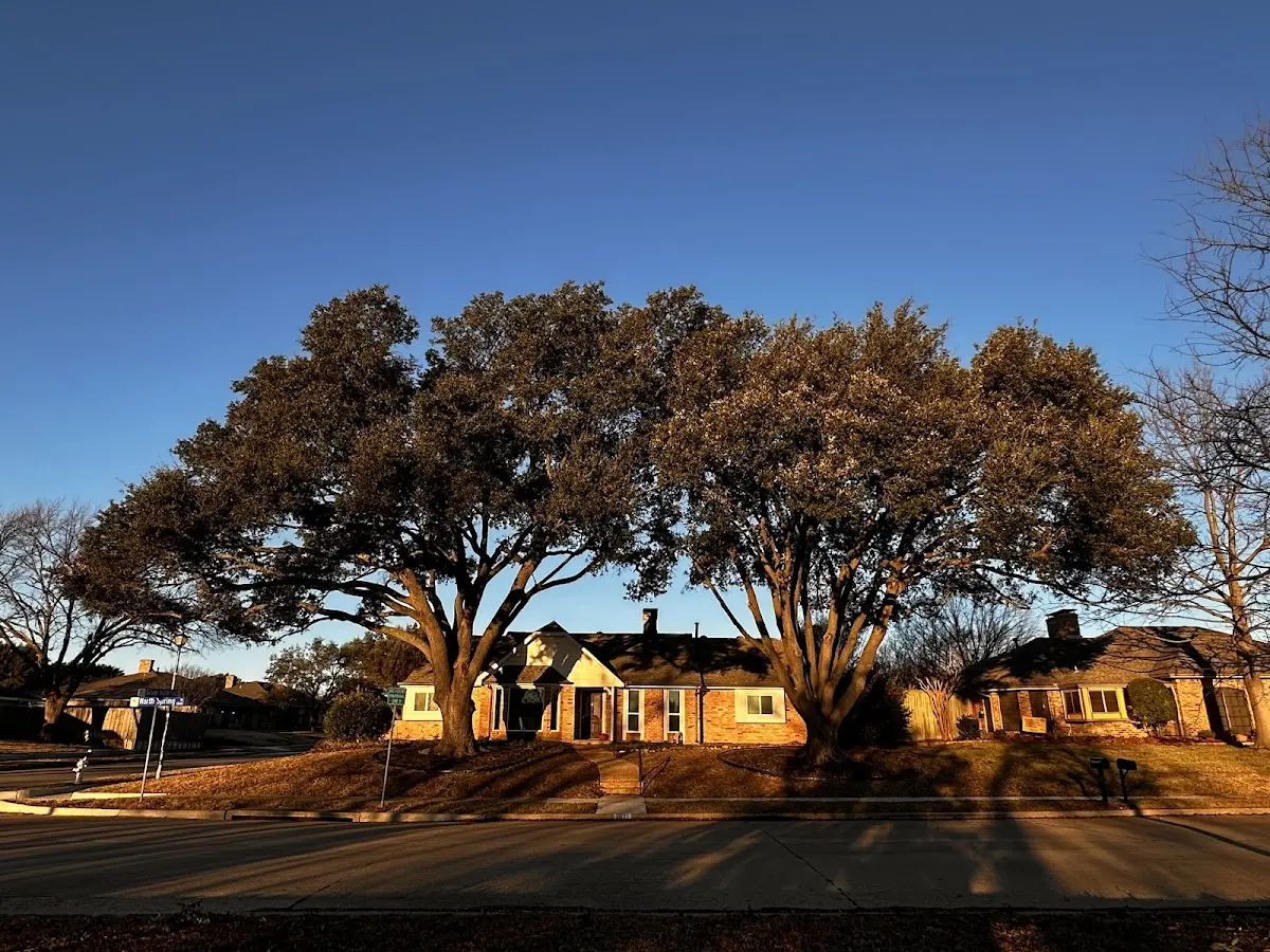 Established residential canopy tree shading a home in Inman